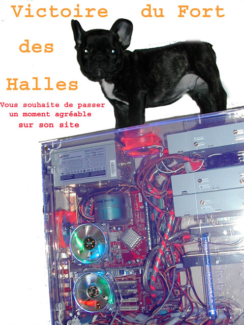 Pour entrer dans le site, cliquez ici !