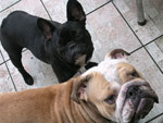 Taboo et Finou