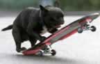 Le successeur de Tony Hawk ?